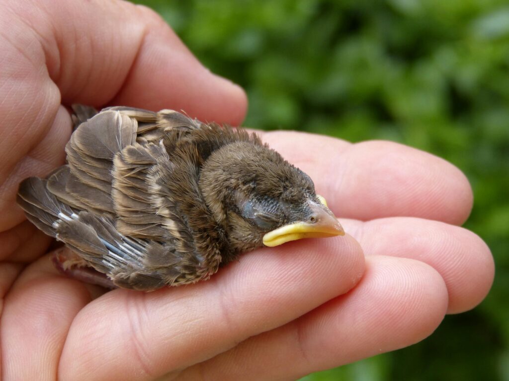 Om Oss Close-up of a newborn sparrow chick resting gently in a human hand outdoors.